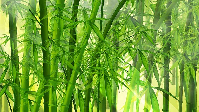 bamboo
