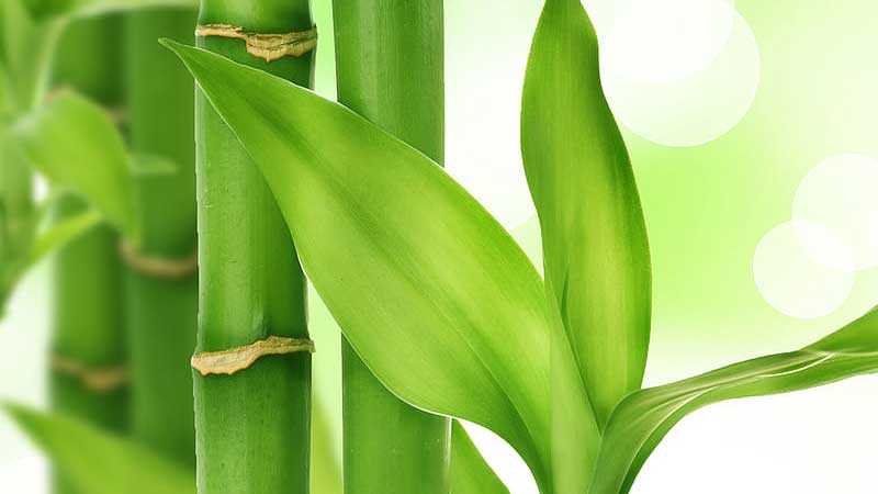bamboo_article_orgina